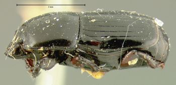 Media type: image;   Entomology 6899 Aspect: habitus lateral view
